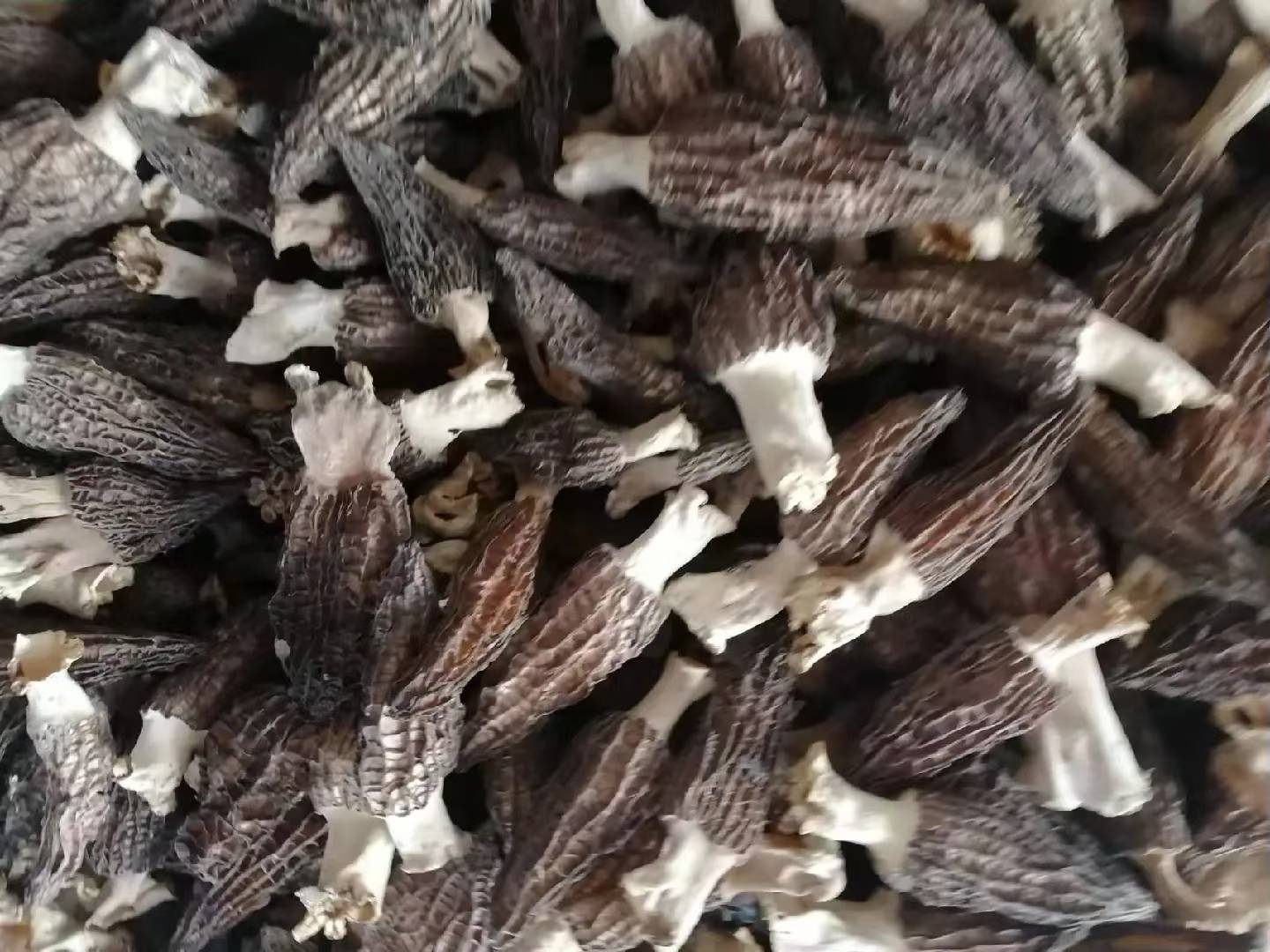 羊肚菌不同部位营养密度雷达图，横轴为5类核心营养素（β-葡聚糖、麦角硫因、锌、钾、膳食纤维），纵轴为相对含量（菌盖=100%基准），清晰显示菌盖在前两项绝对领先，菌褶锌峰值突出，菌柄膳食纤维与钾双高