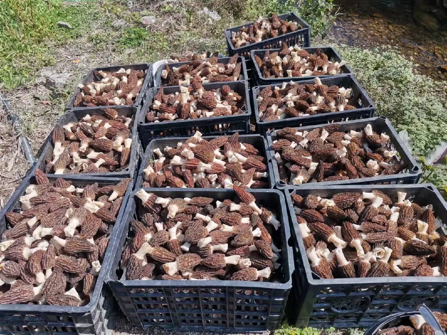 新鲜采摘的羊肚菌堆叠图