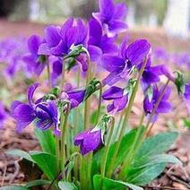 紫花地丁种子甜地丁苦地丁紫花地丁籽包芽率包邮