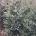 卖柏树苗。侧柏，刺柏！杯苗！品种多多！保证质量！