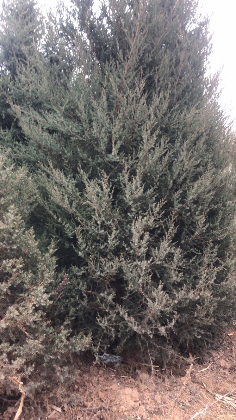 卖柏树苗。侧柏，刺柏！杯苗！品种多多！保证质量！