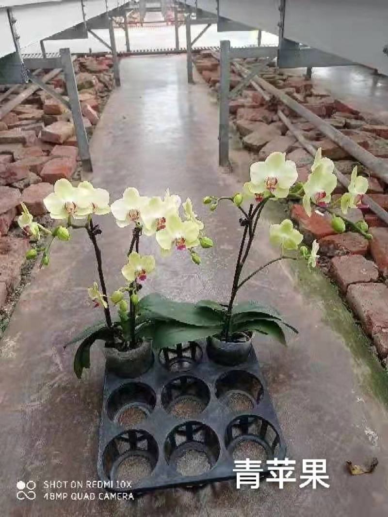 青苹果蝴蝶兰3.5寸大杯单双混12元一株基地直发根须壮实