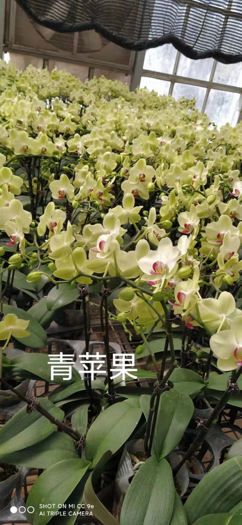 青苹果蝴蝶兰3.5寸大杯单双混12元一株基地直发根须壮实