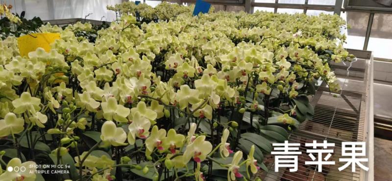 青苹果蝴蝶兰3.5寸大杯单双混12元一株基地直发根须壮实