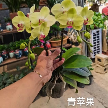 青苹果蝴蝶兰3.5寸大杯单双混12元一株基地直发根须壮实