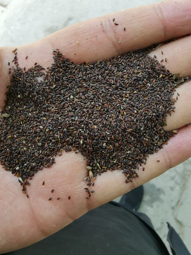 荆芥种子荆芥籽包芽率包邮支持批发零售线上交易