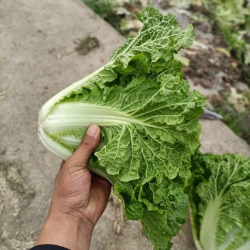 麻叶菜