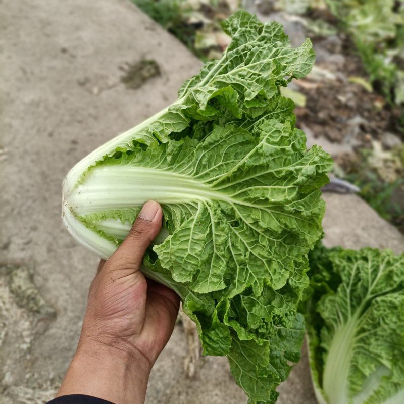 麻叶菜