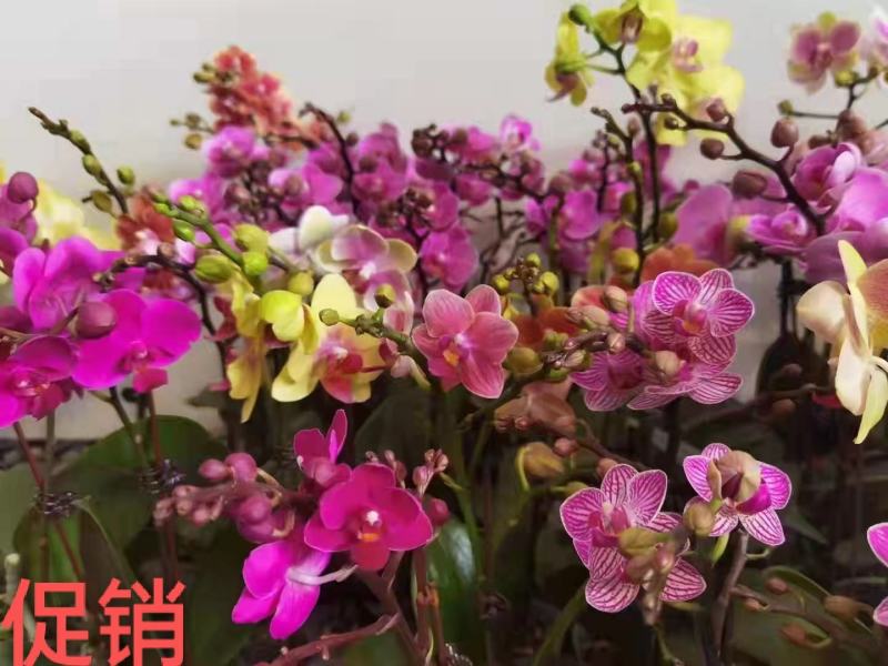 蝴蝶兰大花混发14/株，小花混发12/株，基地直发带花苞