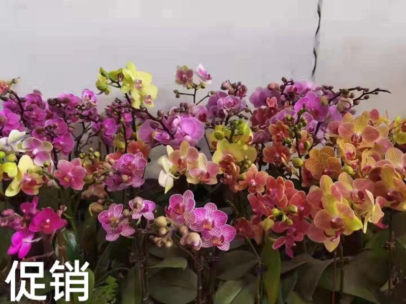 蝴蝶兰大花混发14/株，小花混发12/株，基地直发带花苞