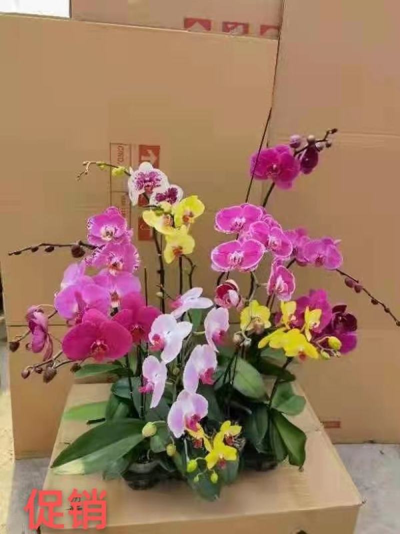 蝴蝶兰大花混发14/株，小花混发12/株，基地直发带花苞