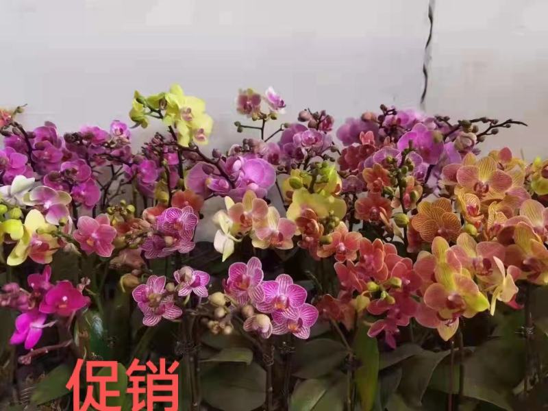 蝴蝶兰大花混发14/株，小花混发12/株，基地直发带花苞
