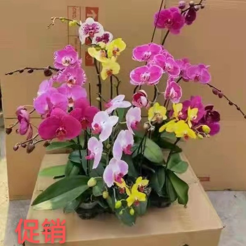 蝴蝶兰大花混发14/株，小花混发12/株，基地直发带花苞