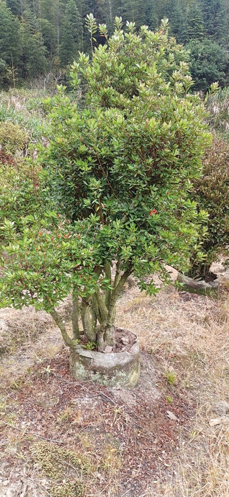 千年映山红原生老桩别墅庭院精品货