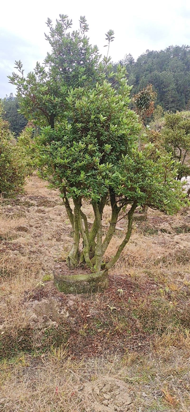 千年映山红原生老桩别墅庭院精品货