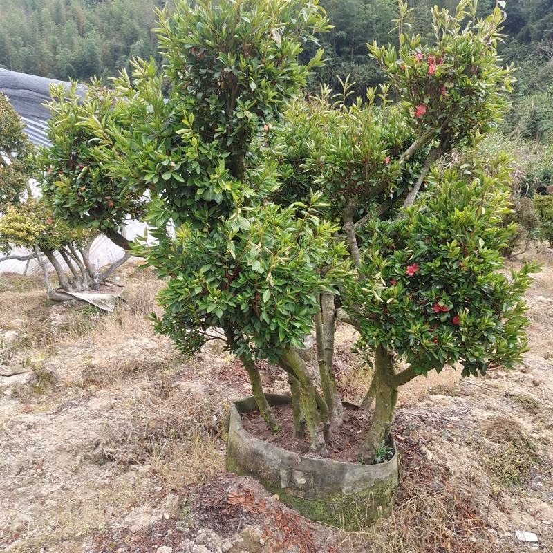 千年映山红原生老桩别墅庭院精品货