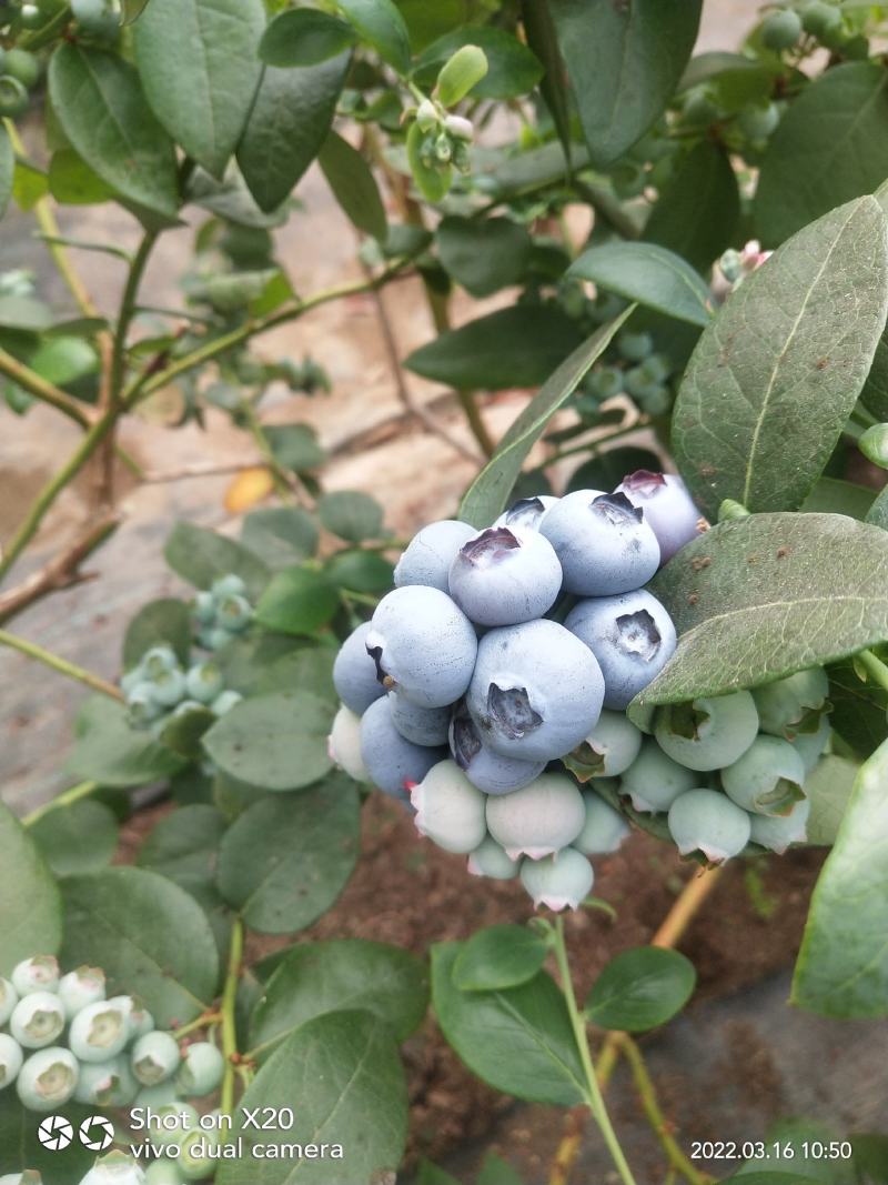 蓝莓