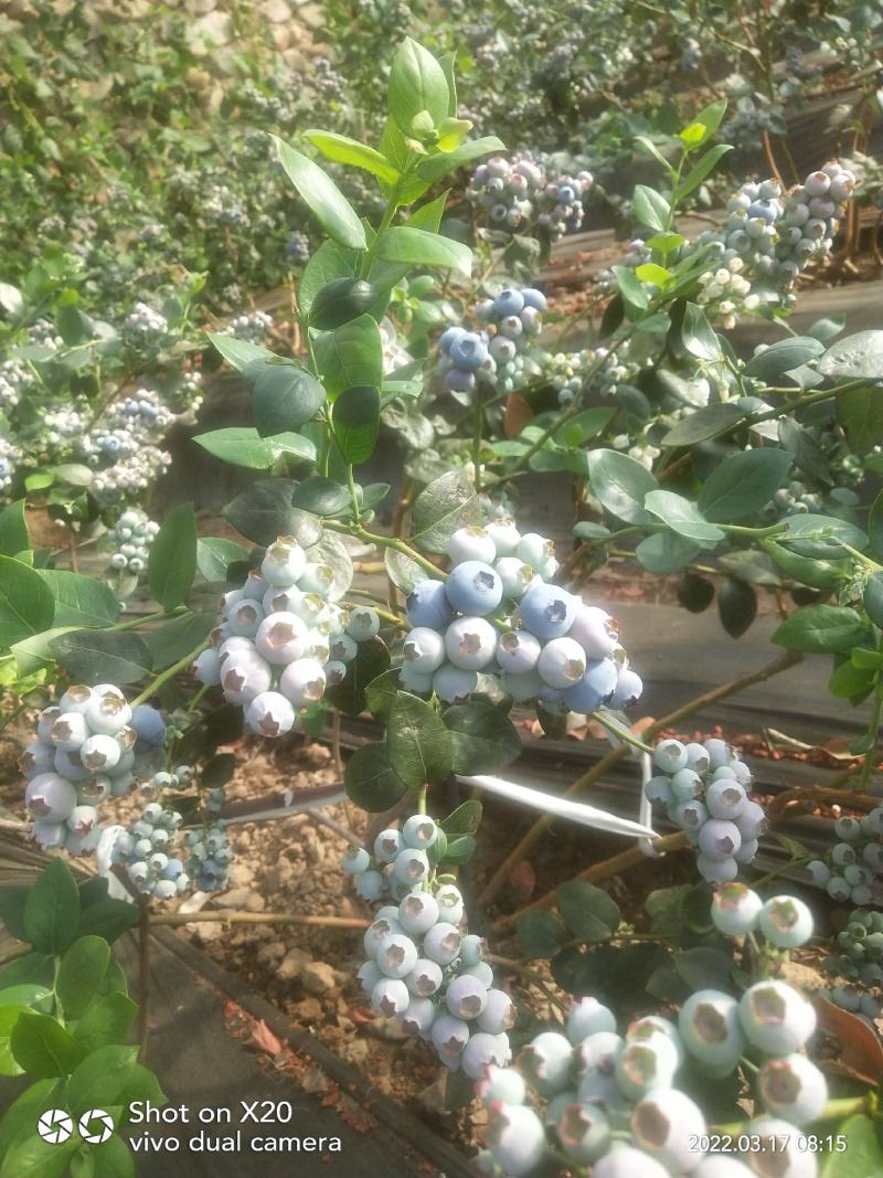 蓝莓