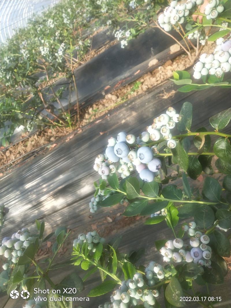蓝莓