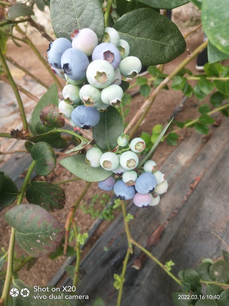 蓝莓