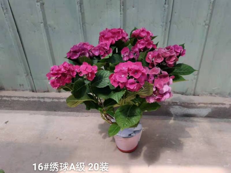 160#A级绣球花头很多叶绿花好基地直发，发货标准参考如