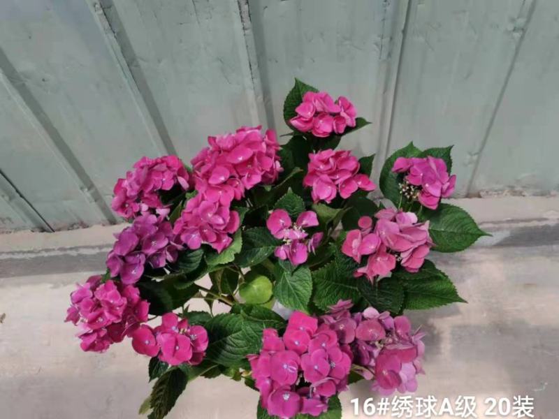 160#A级绣球花头很多叶绿花好基地直发，发货标准参考如