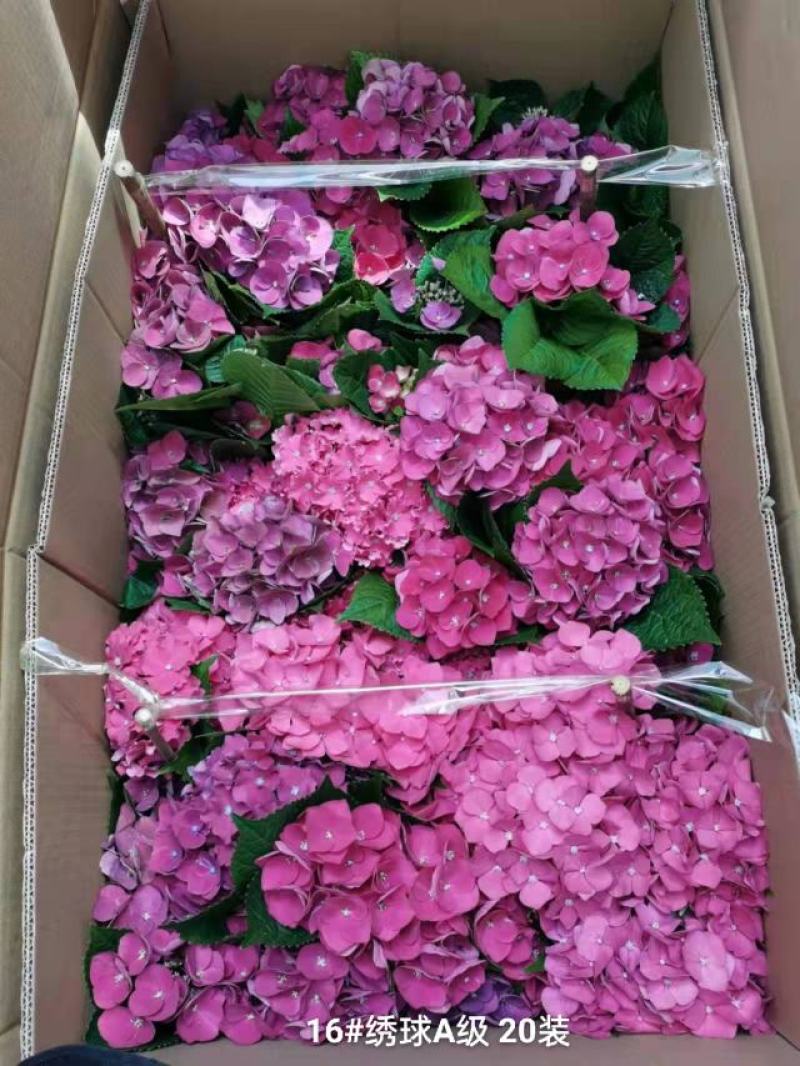 160#A级绣球花头很多叶绿花好基地直发，发货标准参考如
