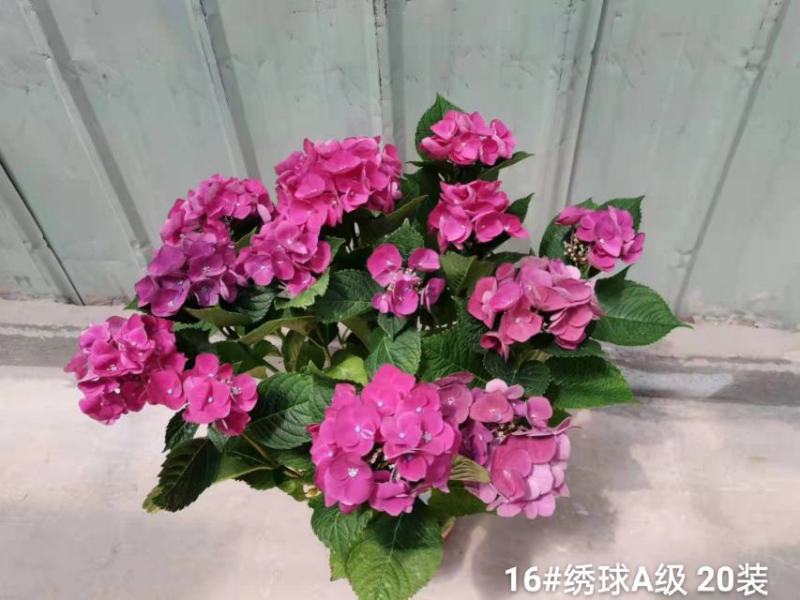 160#A级绣球花头很多叶绿花好基地直发，发货标准参考如