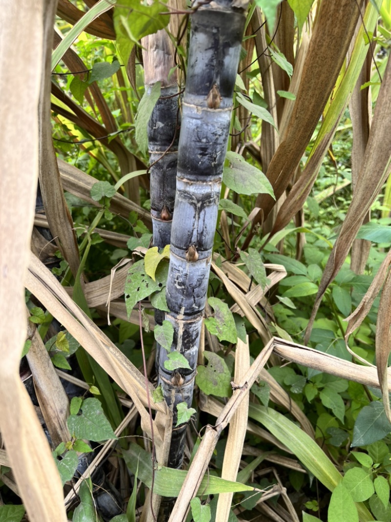 广东省抗菌试管甘蔗苗