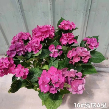 160#A级绣球花头很多叶绿花好基地直发,发货标准参考如