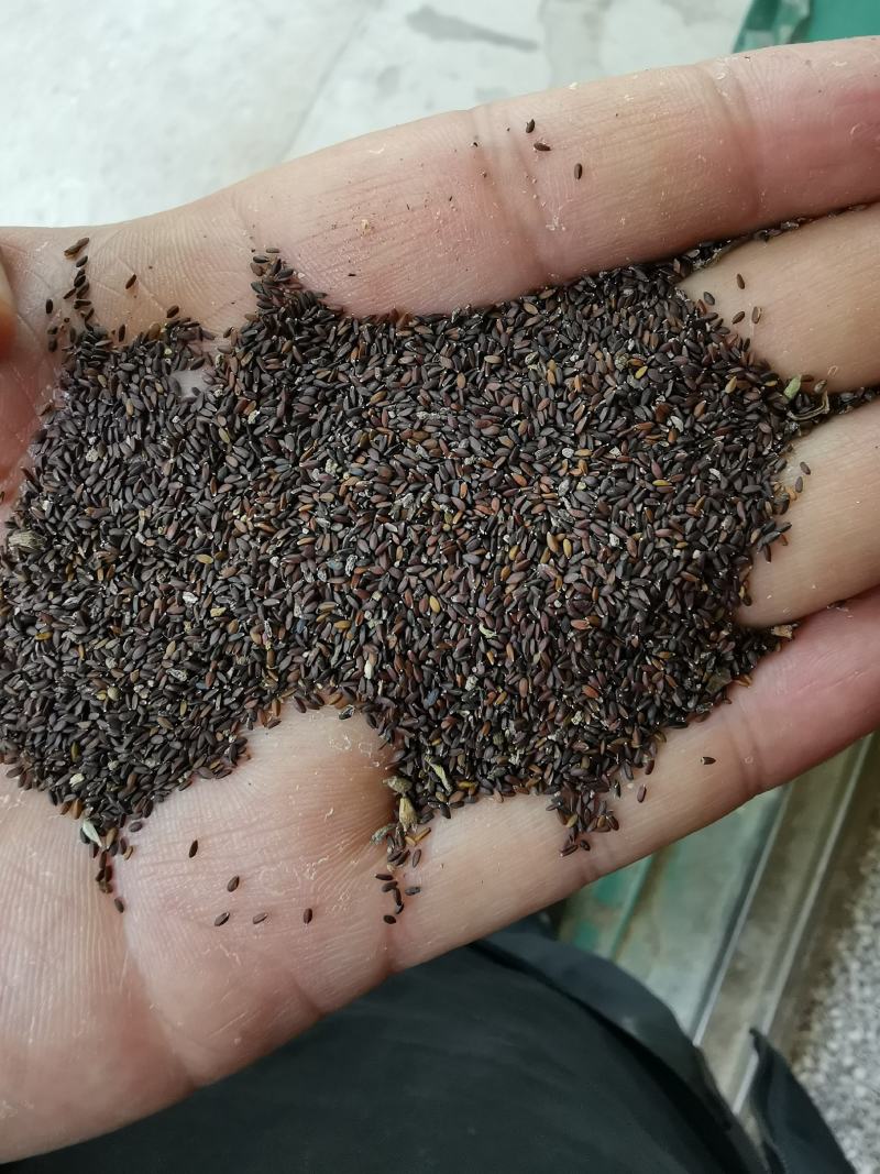 荆芥种子荆芥籽包芽率包邮支持批发零售线上交易