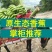 普通大香蕉广西口感好实惠皮薄老少皆宜可批可代发八分熟