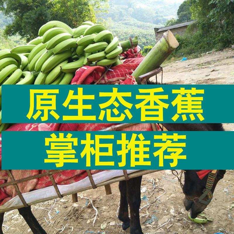 普通大香蕉广西口感好实惠皮薄老少皆宜可批可代发八分熟