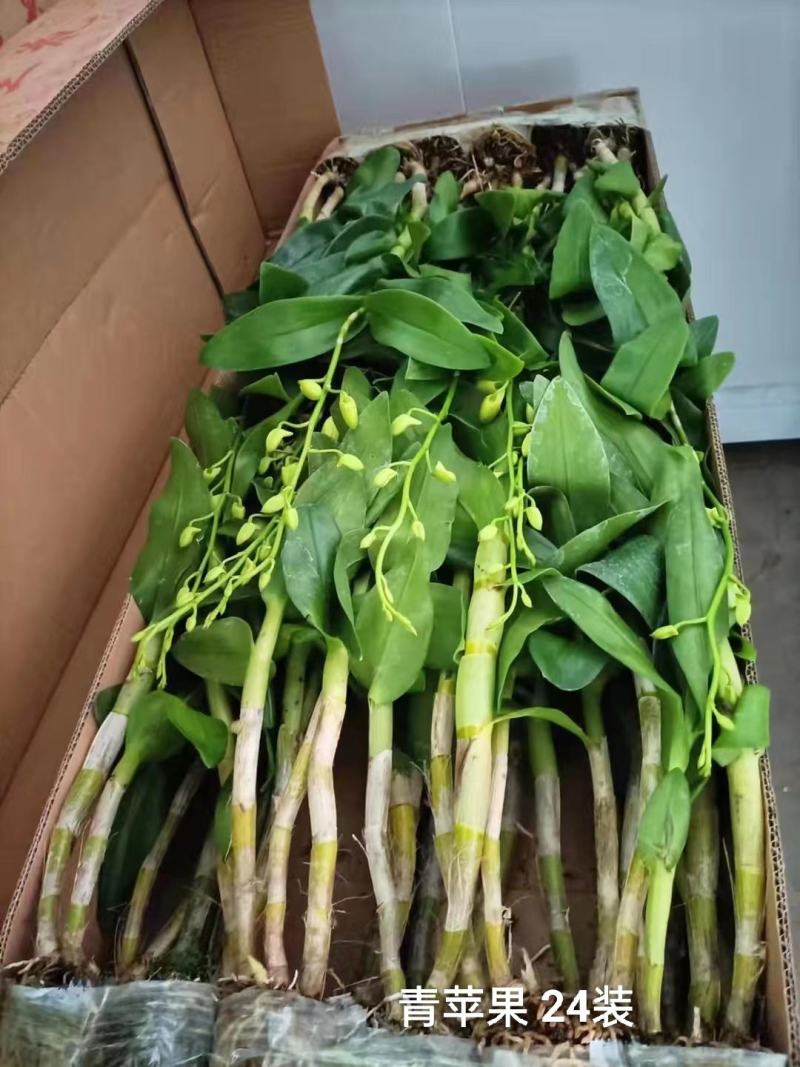 石斛兰青苹果一箱20装，10元/装，状态非常好，基地直发
