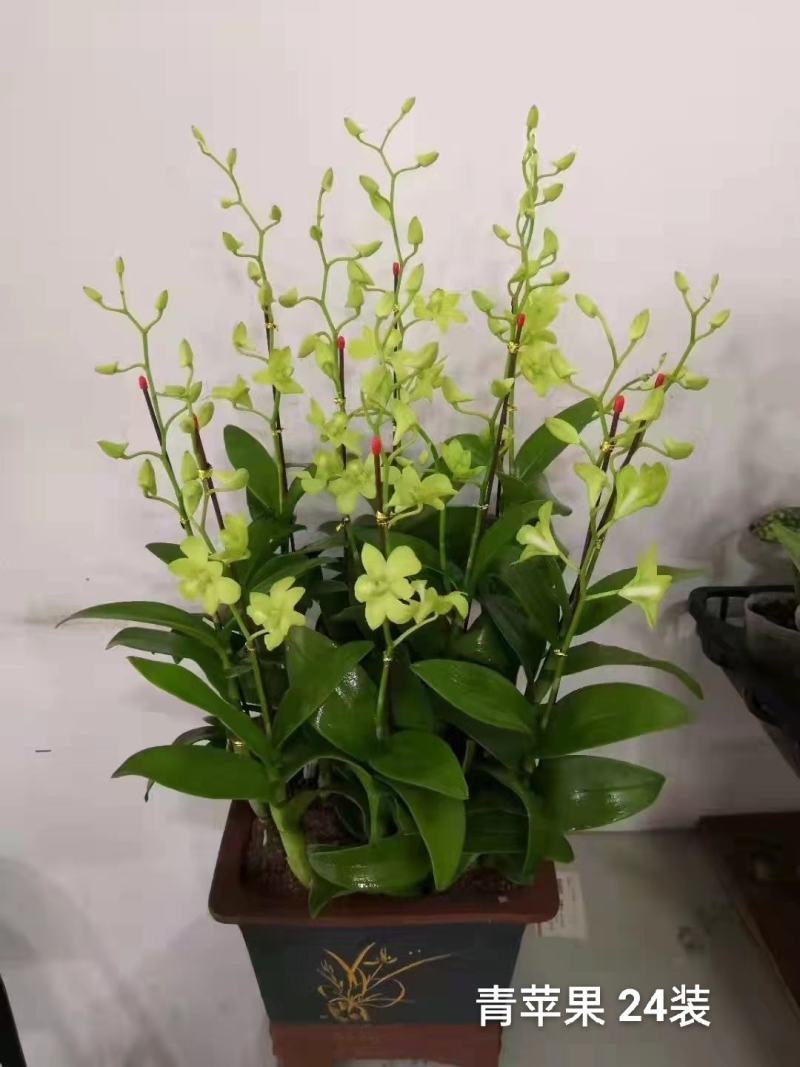 石斛兰青苹果一箱20装，10元/装，状态非常好，基地直发