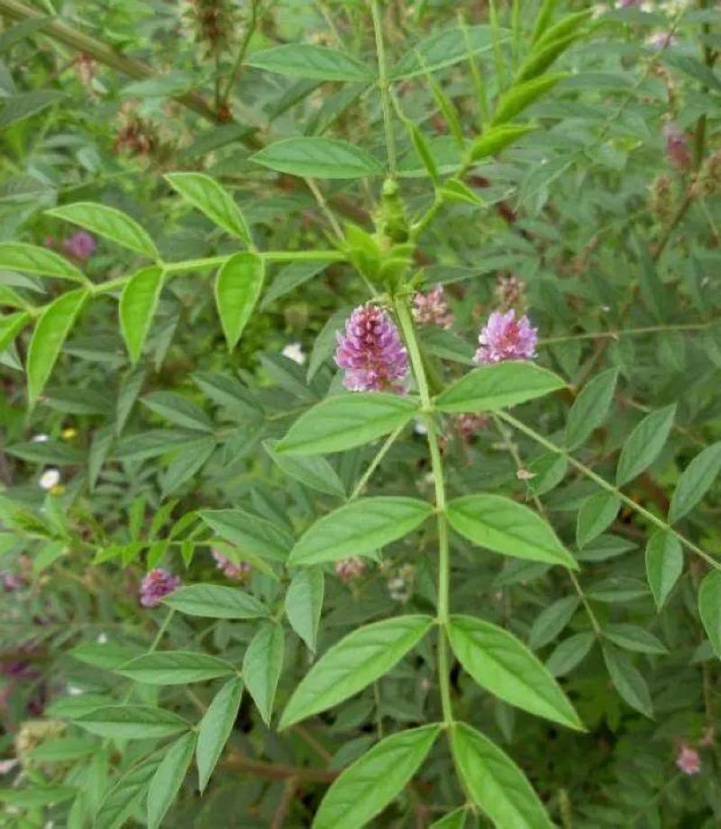 甘草种子甘草籽包芽率包邮支持大货批发零售线上交易