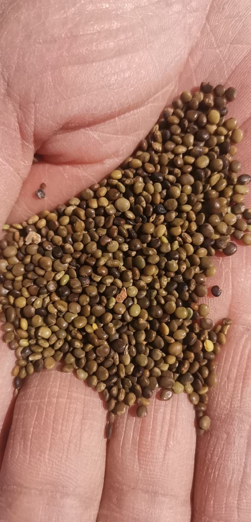 甘草种子甘草籽包芽率包邮支持大货批发零售线上交易