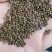 甘草种子甘草籽包芽率包邮支持大货批发零售线上交易