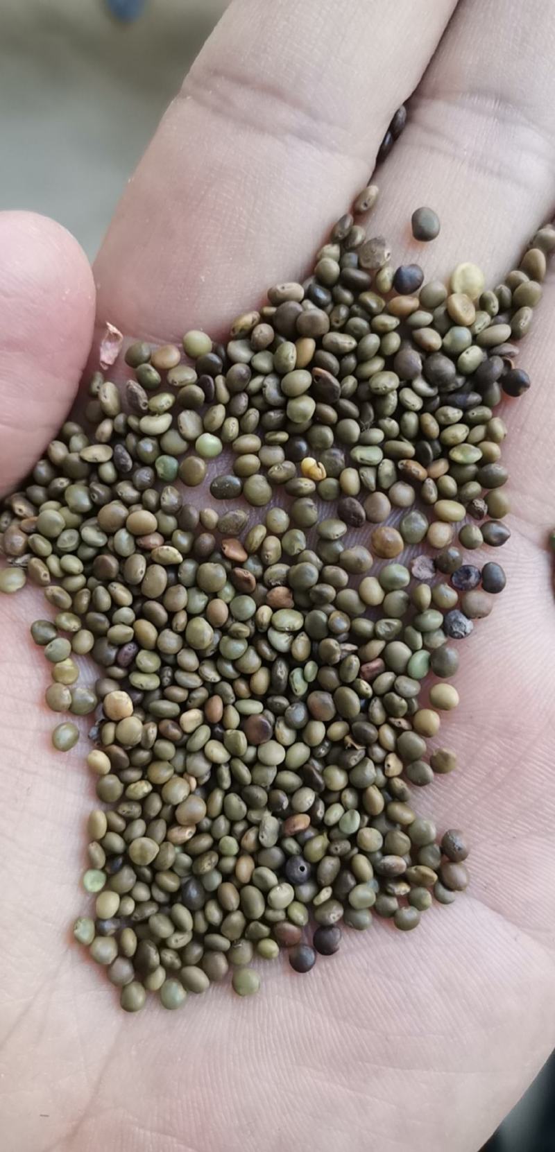甘草种子甘草籽包芽率包邮支持大货批发零售线上交易