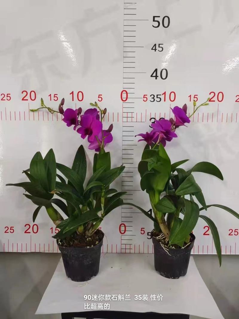 90迷你石斛兰11.5/颗，35颗/件广州发货，实物实拍