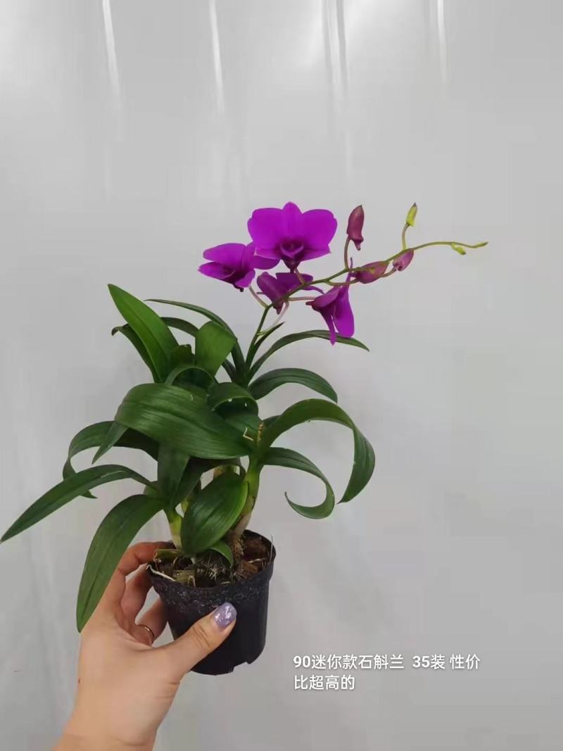 90迷你石斛兰11.5/颗，35颗/件广州发货，实物实拍