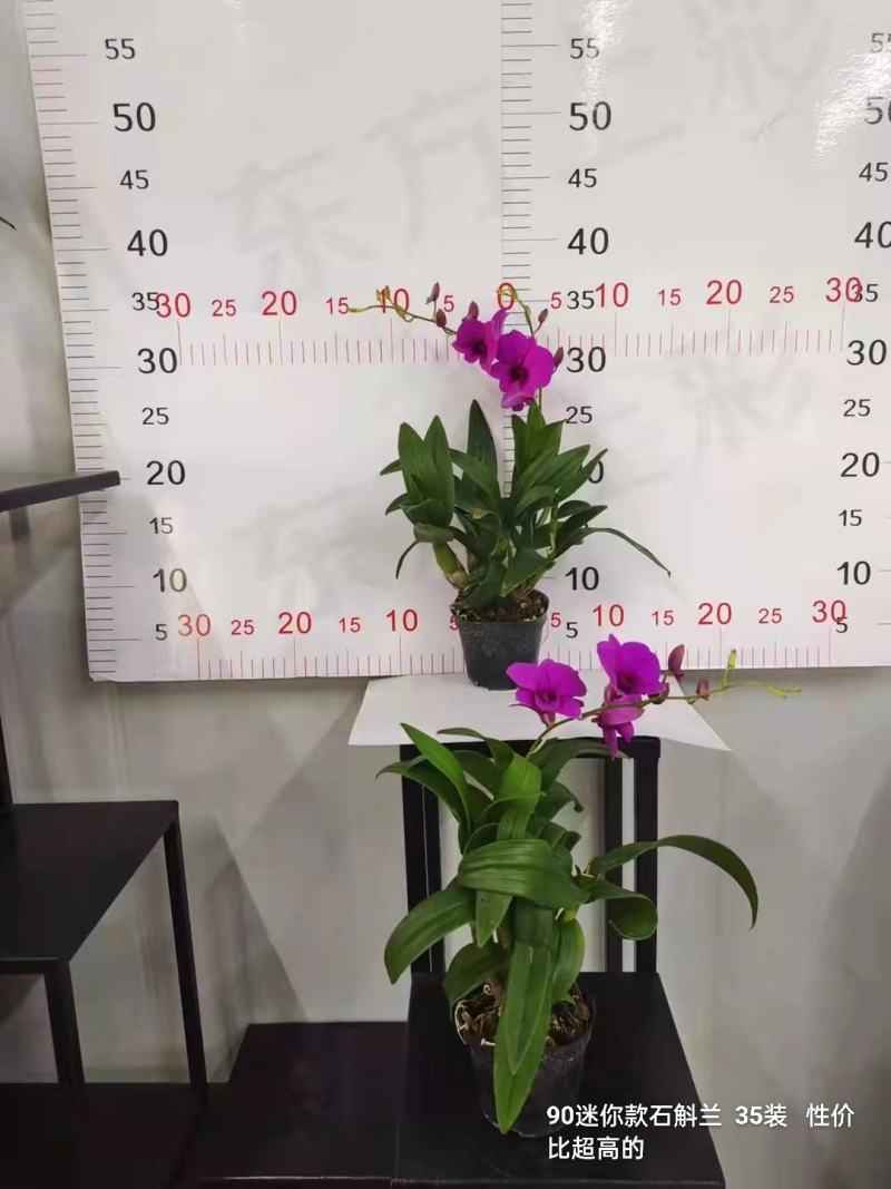 90迷你石斛兰11.5/颗，35颗/件广州发货，实物实拍