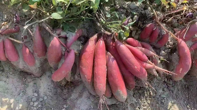 烟薯25在栽插后60-70天的典型田间状态:茎蔓健壮匍匐,叶片浓绿宽厚,叶脉清晰,无明显病斑或虫孔;垄面覆膜完好,土壤湿润疏松,可见少量气生根从茎节处探出,反映良好长势与根系活力 烟薯25田间生长中期植株特写