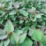 红薯苗，脱毒红薯苗烟薯苗，西瓜红苗，商薯19等