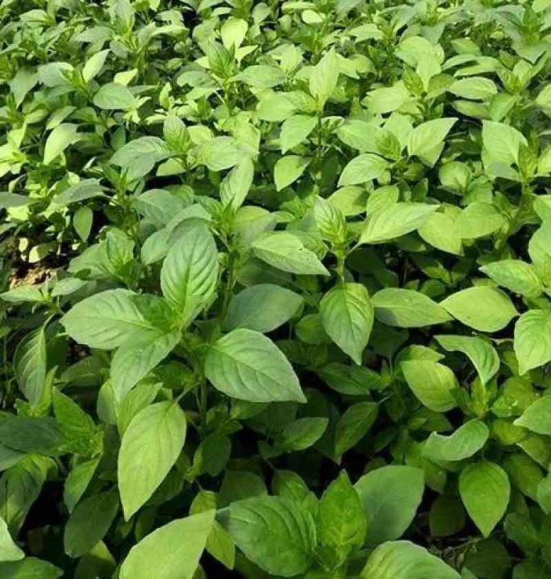 荆芥种子荆芥籽包芽率包邮支持批发零售线上交易