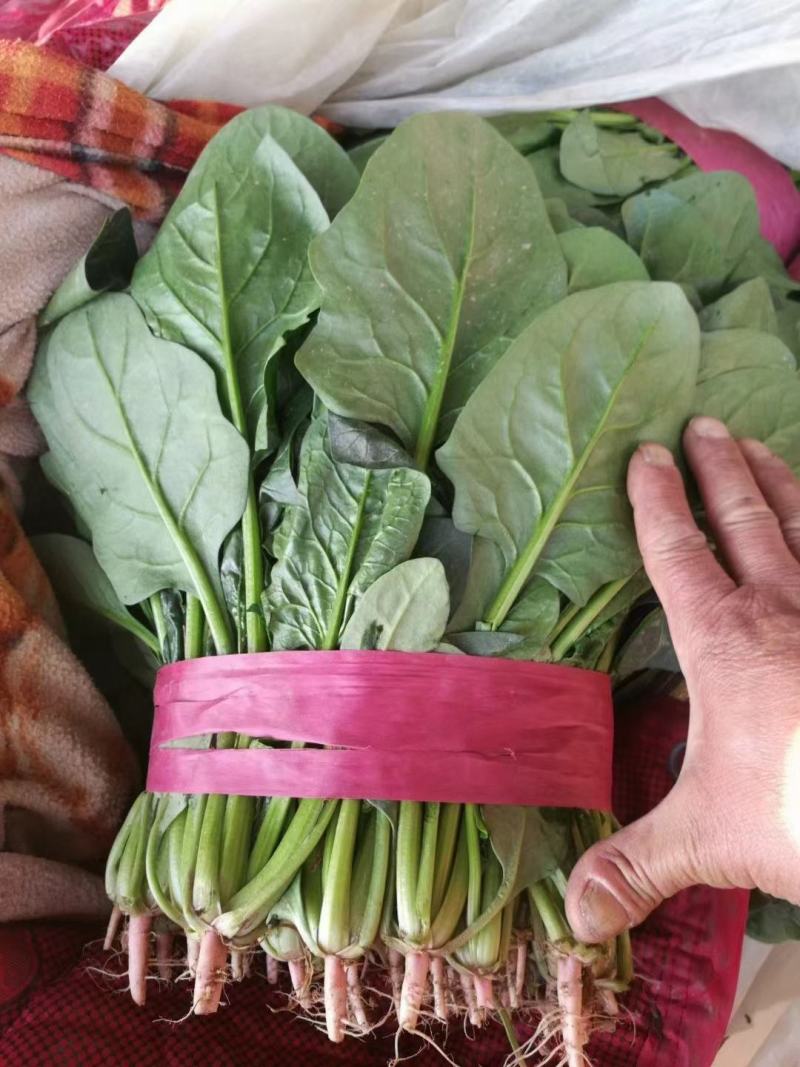 河北菠菜精品大叶菠菜价格实惠量大从优质量保证对接全国商超