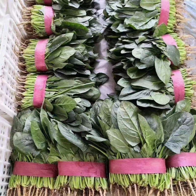 河北菠菜精品大叶菠菜价格实惠量大从优质量保证对接全国商超