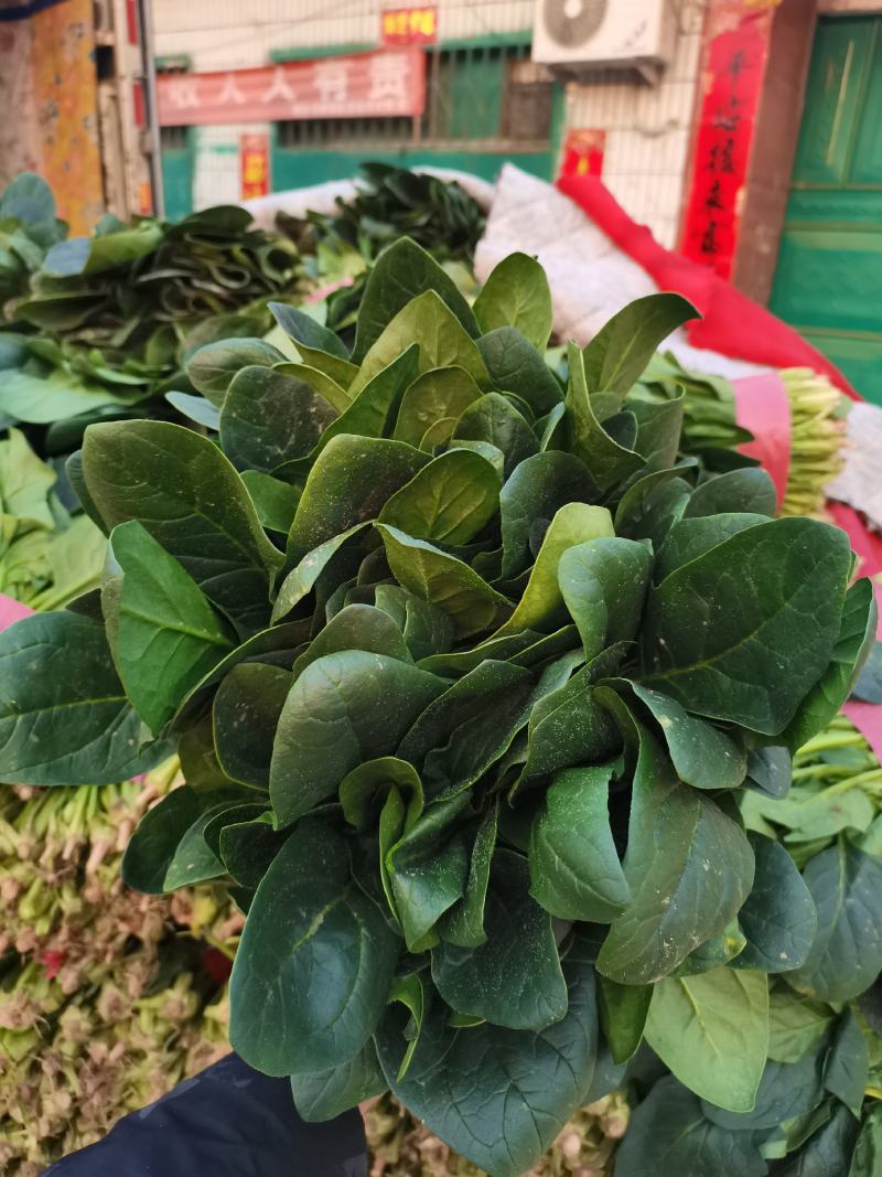 河北菠菜精品大叶菠菜价格实惠量大从优质量保证对接全国商超