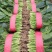 河北菠菜精品大叶菠菜价格实惠量大从优质量保证对接全国商超