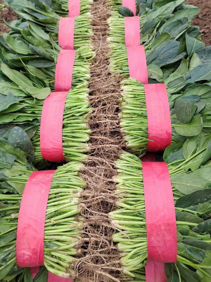 河北菠菜精品大叶菠菜价格实惠量大从优质量保证对接全国商超